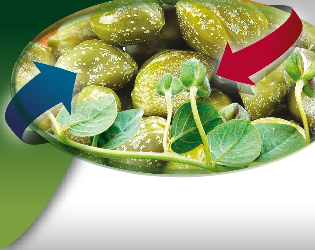 Sardem_web_urunler-06