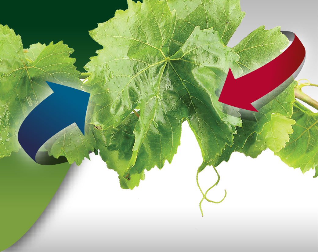 Sardem_web_urunler-08